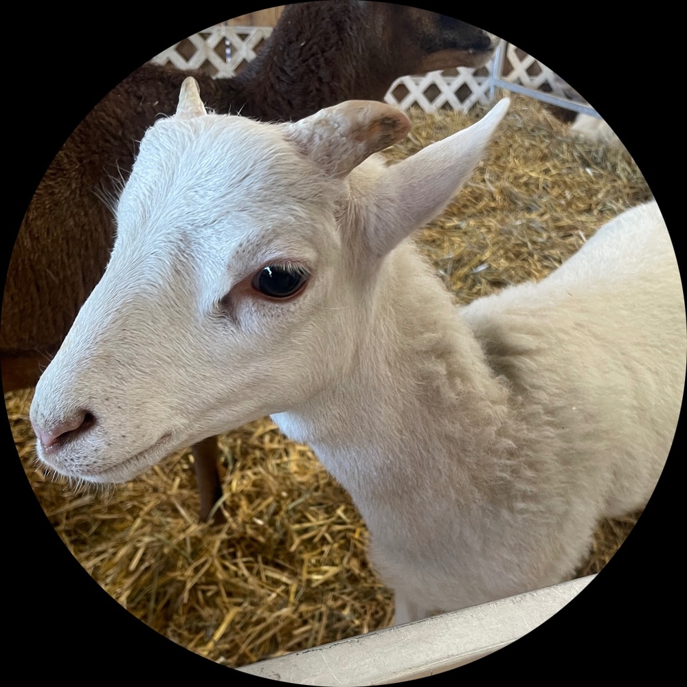 Meet your Posher, Oscar